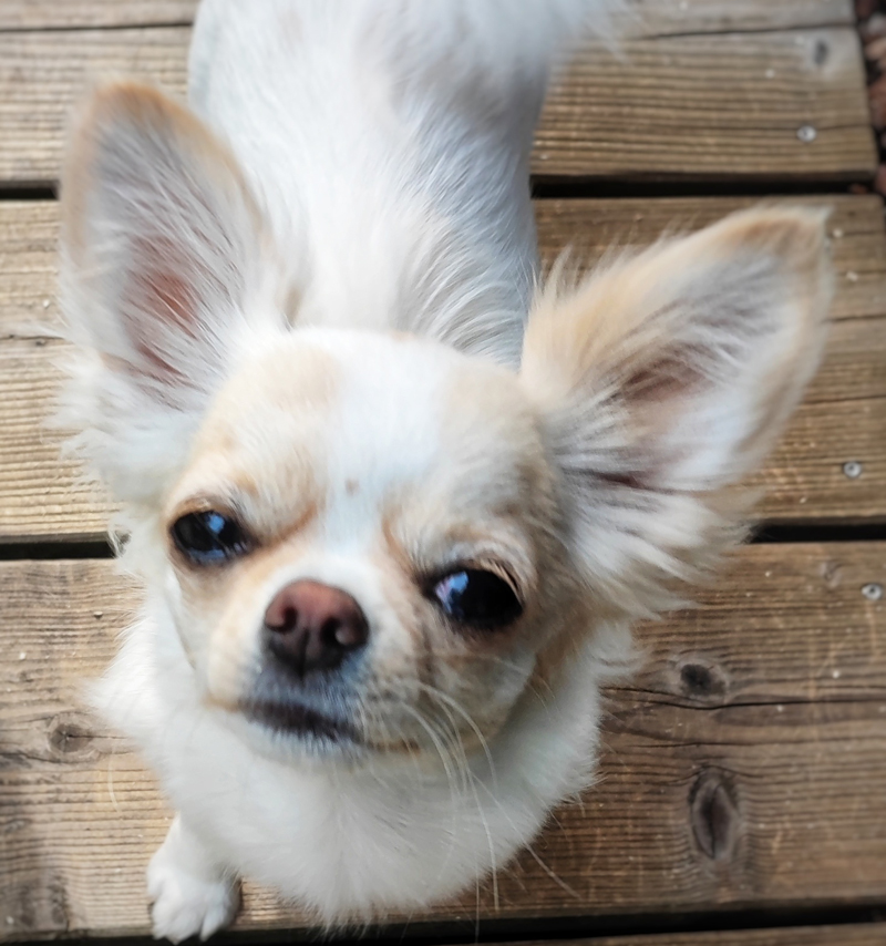Spécialiste Élevage de Chihuahua Femelle Morbihan, Bretagne