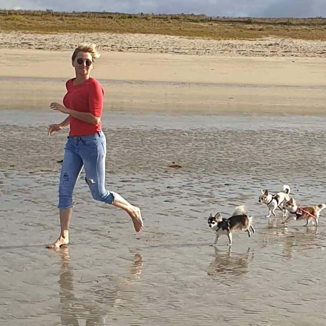 Élevage de chihuahua dans le Morbihan en Bretagne