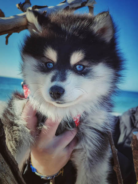 Élevage de chihuahua femelle Morbihan