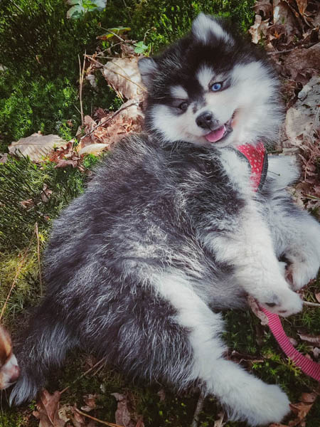 Élevage de chihuahua femelle Morbihan