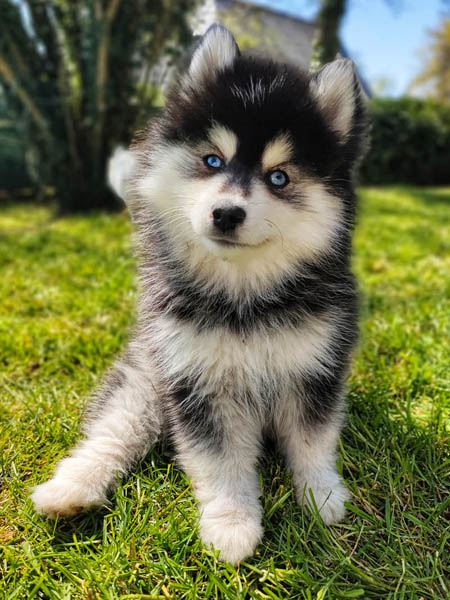 Élevage de chihuahua femelle Morbihan