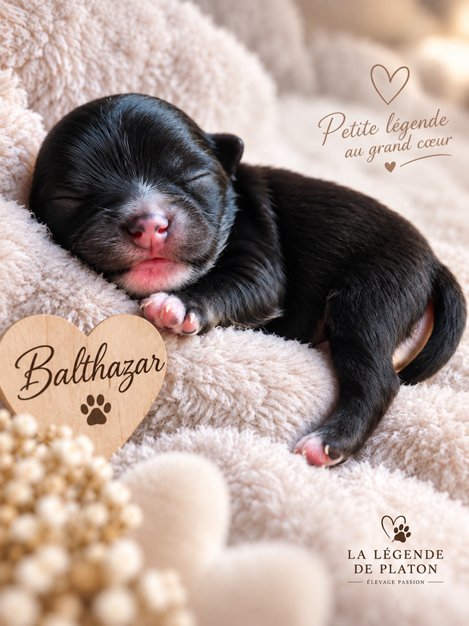 Balthazar